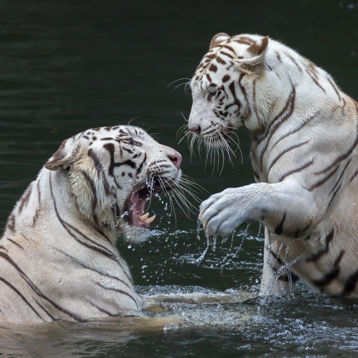 Zoo & Night Safari