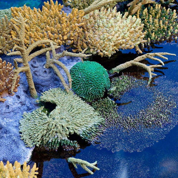 Oceanário de Lisboa