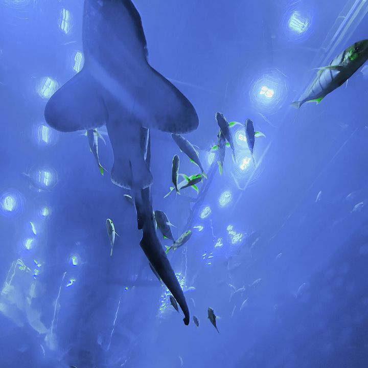 Dubai Aquarium & Underwater Zoo